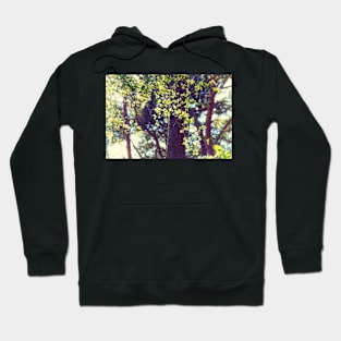 Spring in the Sun Hoodie